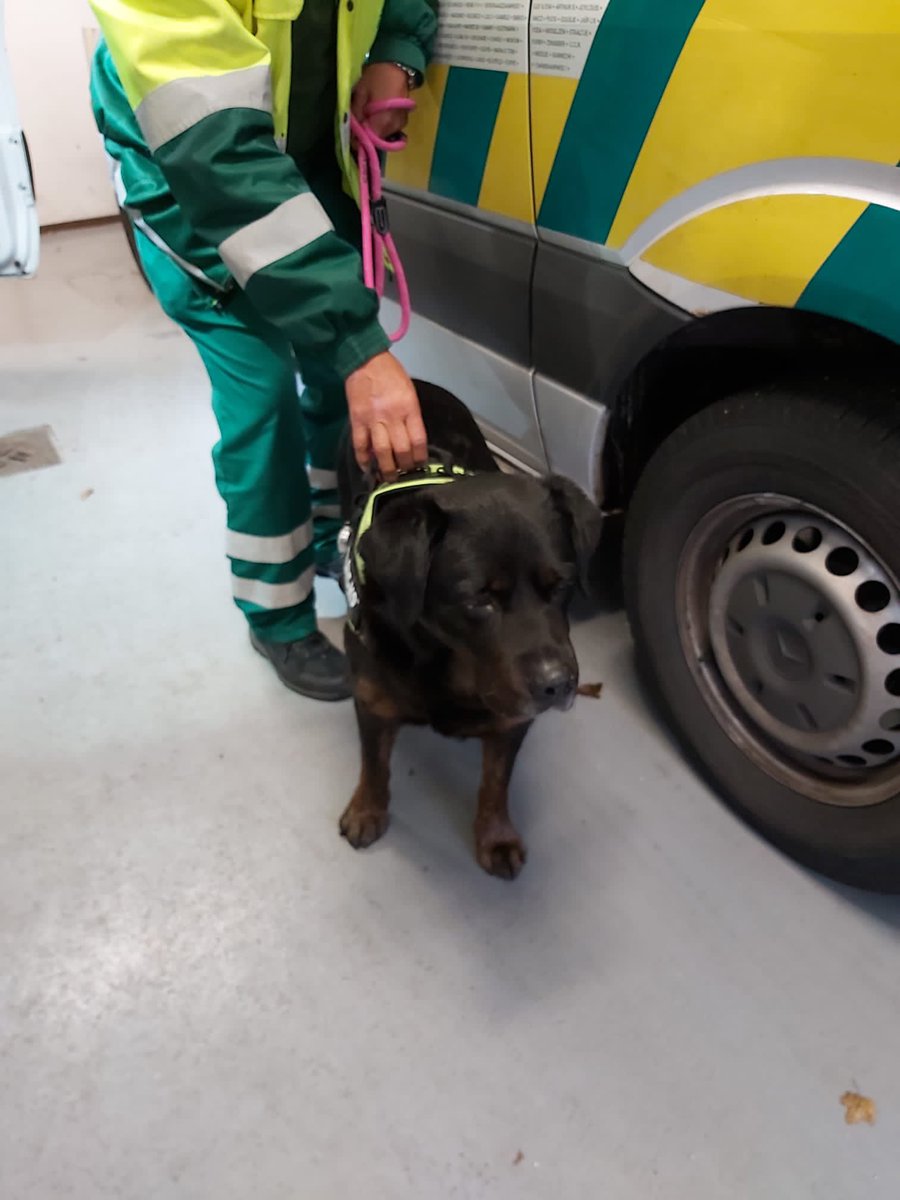 Deze lieverd is gevonden op de Schinkelkadehaven in de bosjes. Volgens de melder was er gisteren iemand in het #Vondelpark op zoek naar een grote zwarte hond. Het is een mannetje, gechipt maar niet geregistreerd. Wie oh wie #allyouneedislove 🧑🏻‍🎄🎅🏻