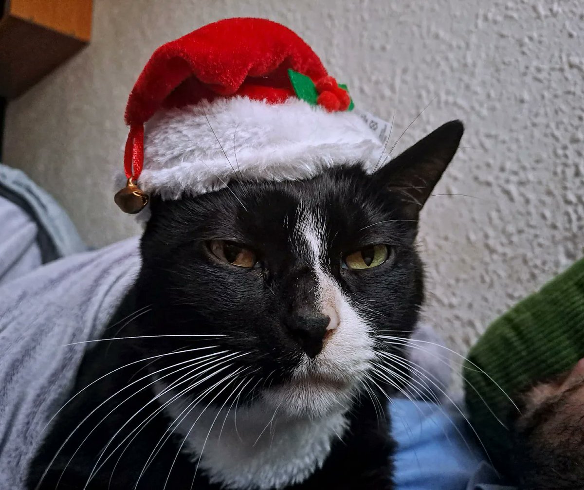 carol w. tweet media