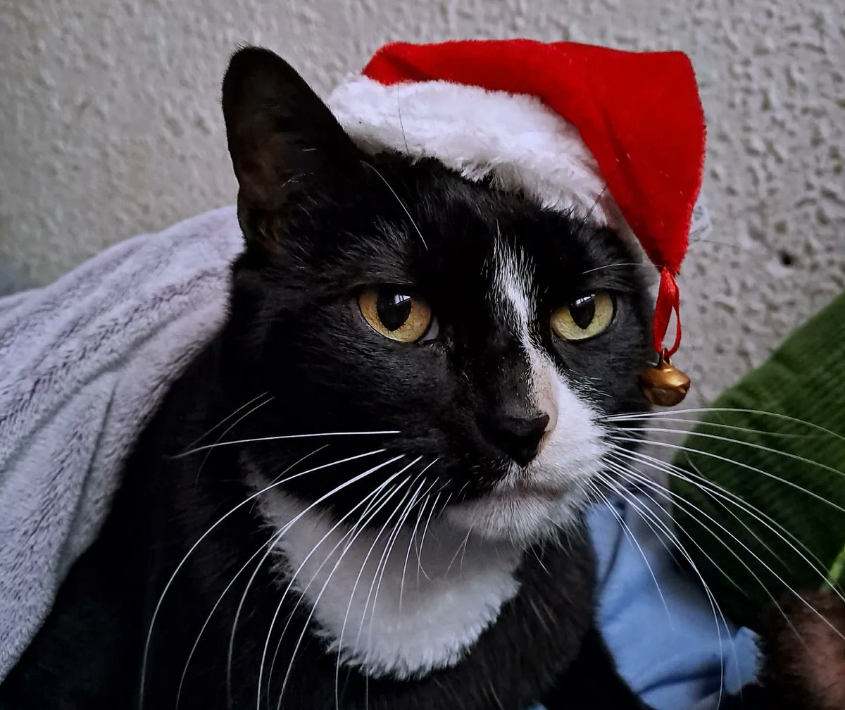 carol w. tweet media