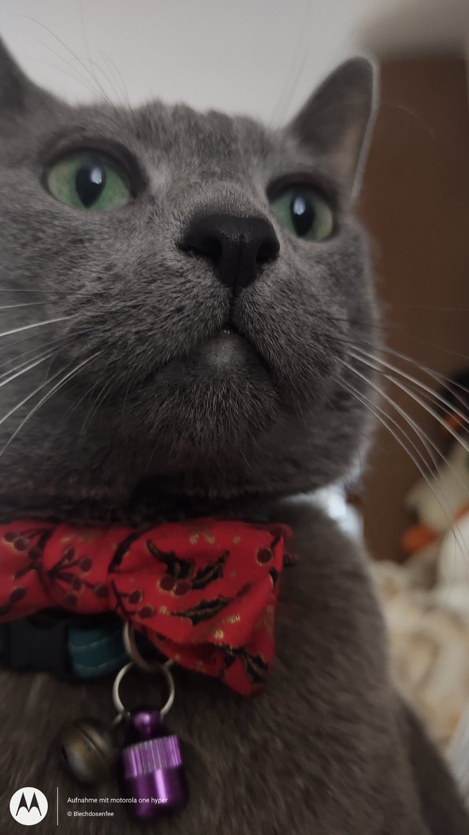 blechdosenfee's tweet photo. Christmas-Grinch - Zerstörer des Schwibbogens 

#kostjacat #Christmas #CatsofChristmas #CatsofTwittter #fashioncat https://t.co/9zSY2Nl5XR