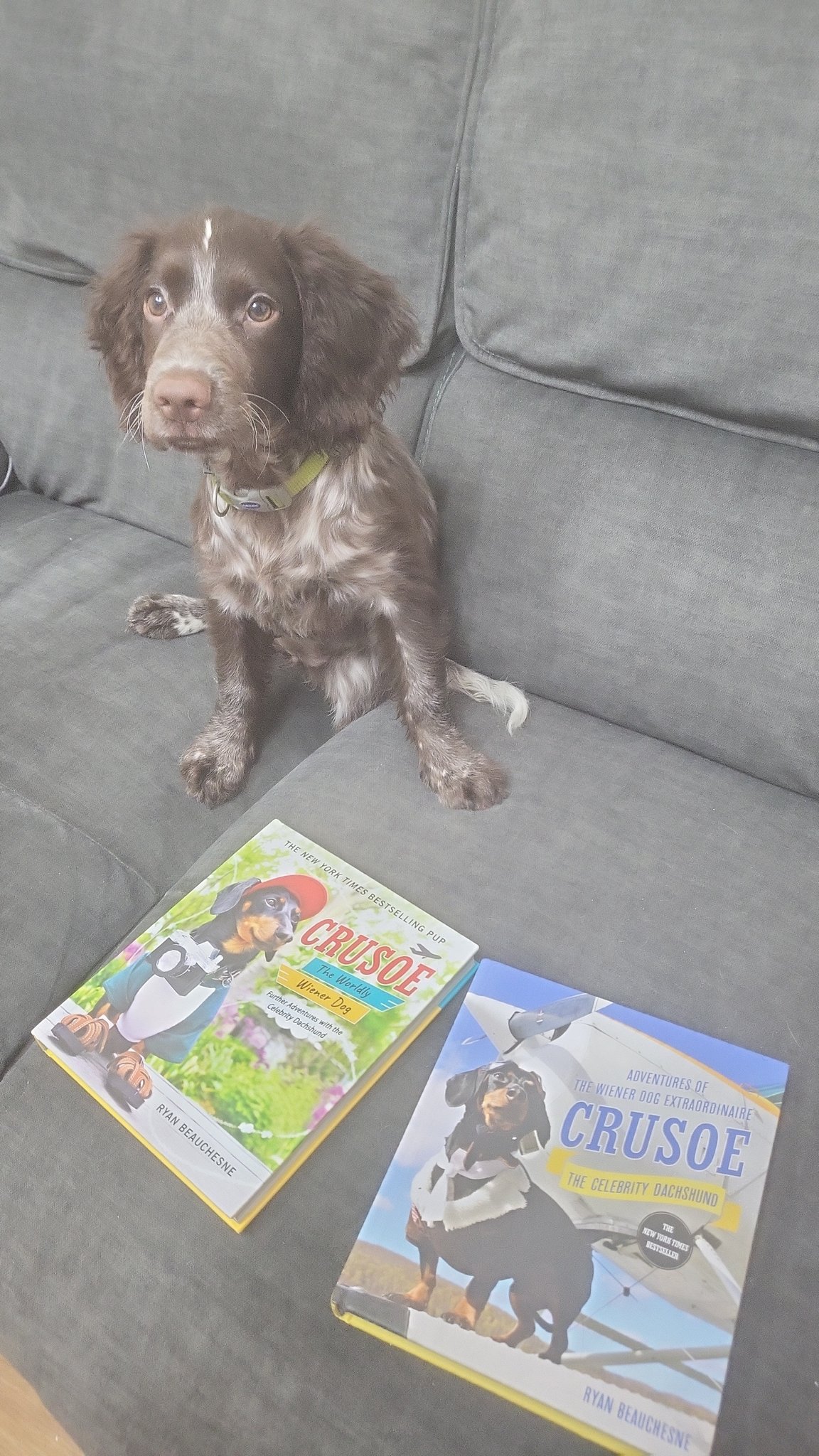 Crusoe the clearance celebrity dachshund ramp