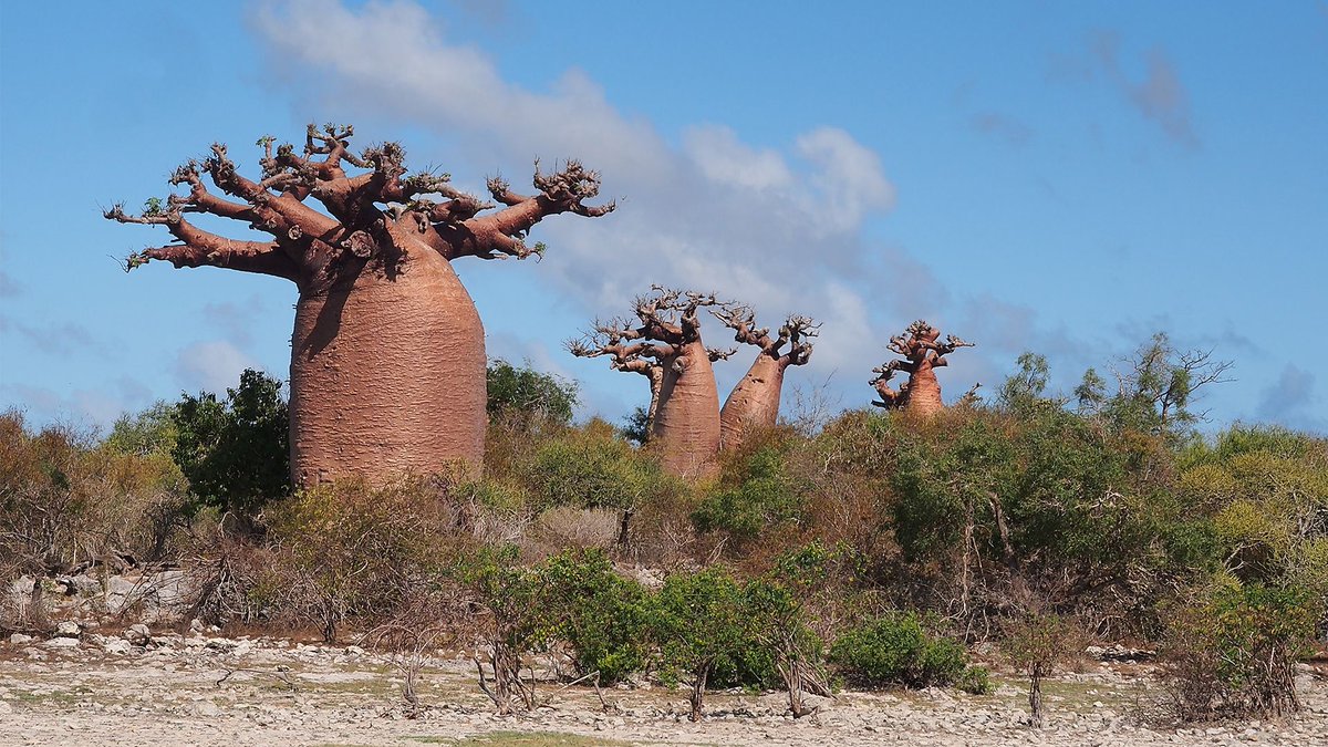 Embracing the Majesty of Madagascar's Baobabs! 

In the heart of this enchanting island, stand the iconic Baobab trees – ancient sentinels that whisper tales of time. 

buff.ly/3udyXFE 

#MadagascarBaobabs #NatureAtItsBest #TimelessBeauty #BaobabMagic #ExploreMadagascar