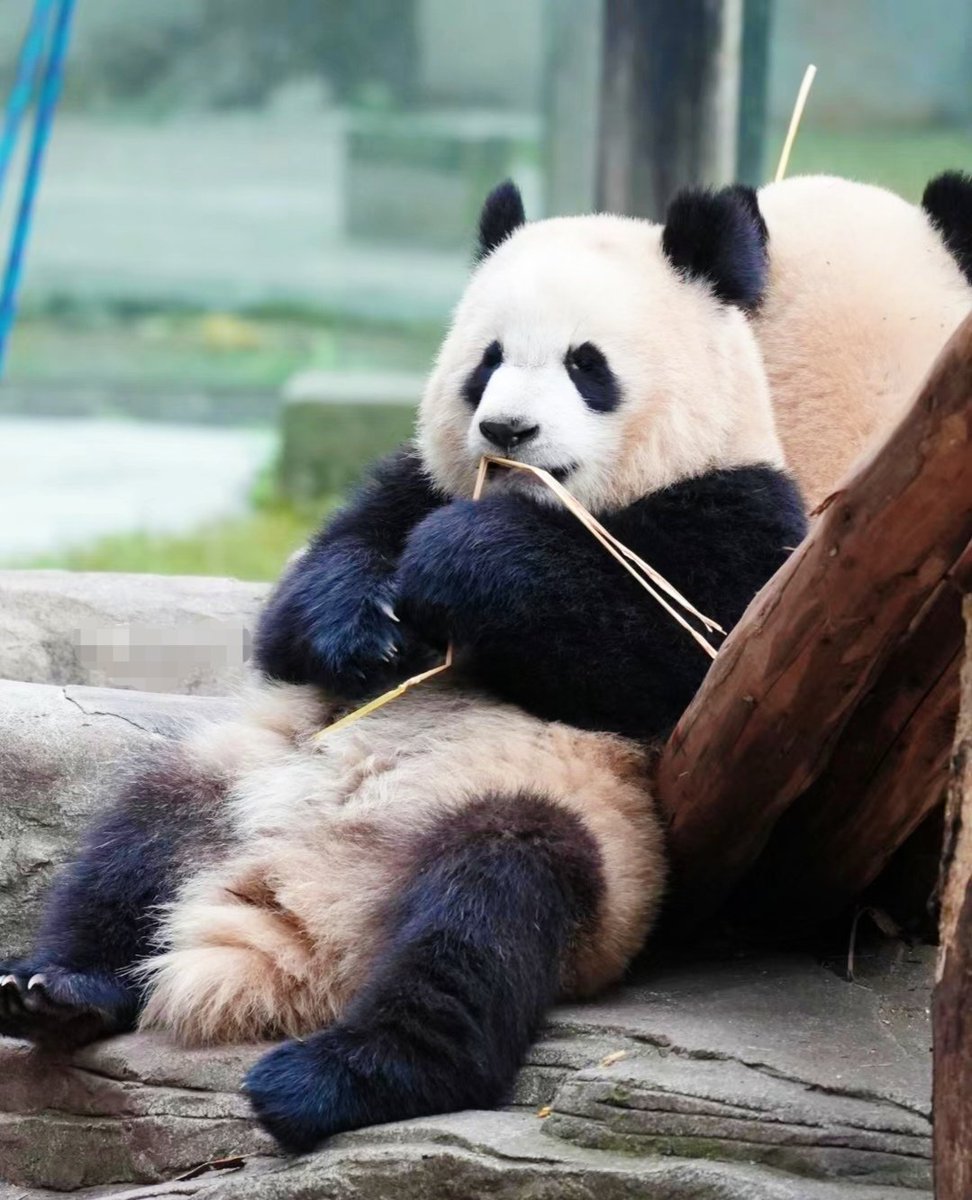 Sweet panda.🍭🌷💗🌹🐼
#Giants #giantpanda #HappyBirthdayLouis #HappyHolidays #HappyNewYear