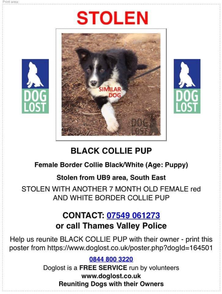 colliesontherun's tweet photo. BLACK PUP STILL MISSING
2 #BorderCollie #Pups #STOLEN from #FARM in #HigherDenham #Buckinghamshire #UB9 14/2/21
BLACK COLLIE PUP: female/puppy blk&wh 4 months CHIPPED
https://t.co/D9aFvheMhv
#ThamesValleyPolice investigating
@BorderCollieUK @bordercolliefc @ruthwill64 @bs2510 https://t.co/OEXceCgkyo