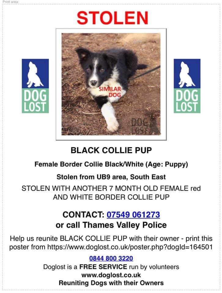 BLACK PUP STILL MISSING 2 #BorderCollie #Pups #STOLEN from #FARM in #HigherDenham #Buckinghamshire #UB9 14/2/21 BLACK COLLIE PUP: female/puppy blk&wh 4 months CHIPPED doglost.co.uk/dog-blog.php?d… #ThamesValleyPolice investigating @BorderCollieUK @bordercolliefc @ruthwill64 @bs2510