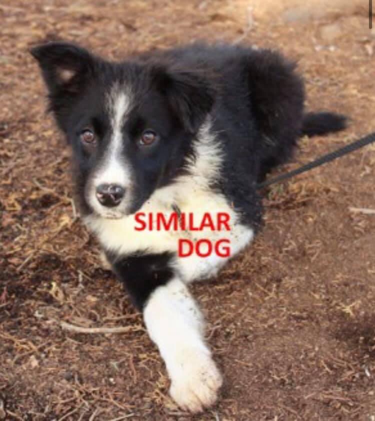 colliesontherun's tweet photo. BLACK PUP STILL MISSING
2 #BorderCollie #Pups #STOLEN from #FARM in #HigherDenham #Buckinghamshire #UB9 14/2/21
BLACK COLLIE PUP: female/puppy blk&wh 4 months CHIPPED
https://t.co/D9aFvheMhv
#ThamesValleyPolice investigating
@BorderCollieUK @bordercolliefc @ruthwill64 @bs2510 https://t.co/OEXceCgkyo