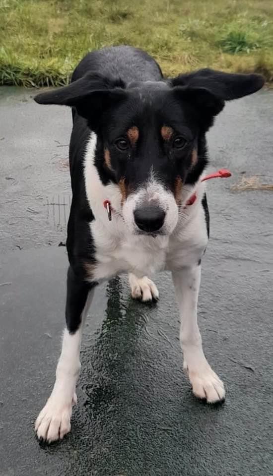 Please retweet to help Nala find a home #LANCASHIRE #UK This is Nala, she is a 3 and a half year old Border Collie. She is a very timid girl, and we don’t know anything about her background. She loves to play with a tennis ball, so soon becomes your friend if you play ball with…