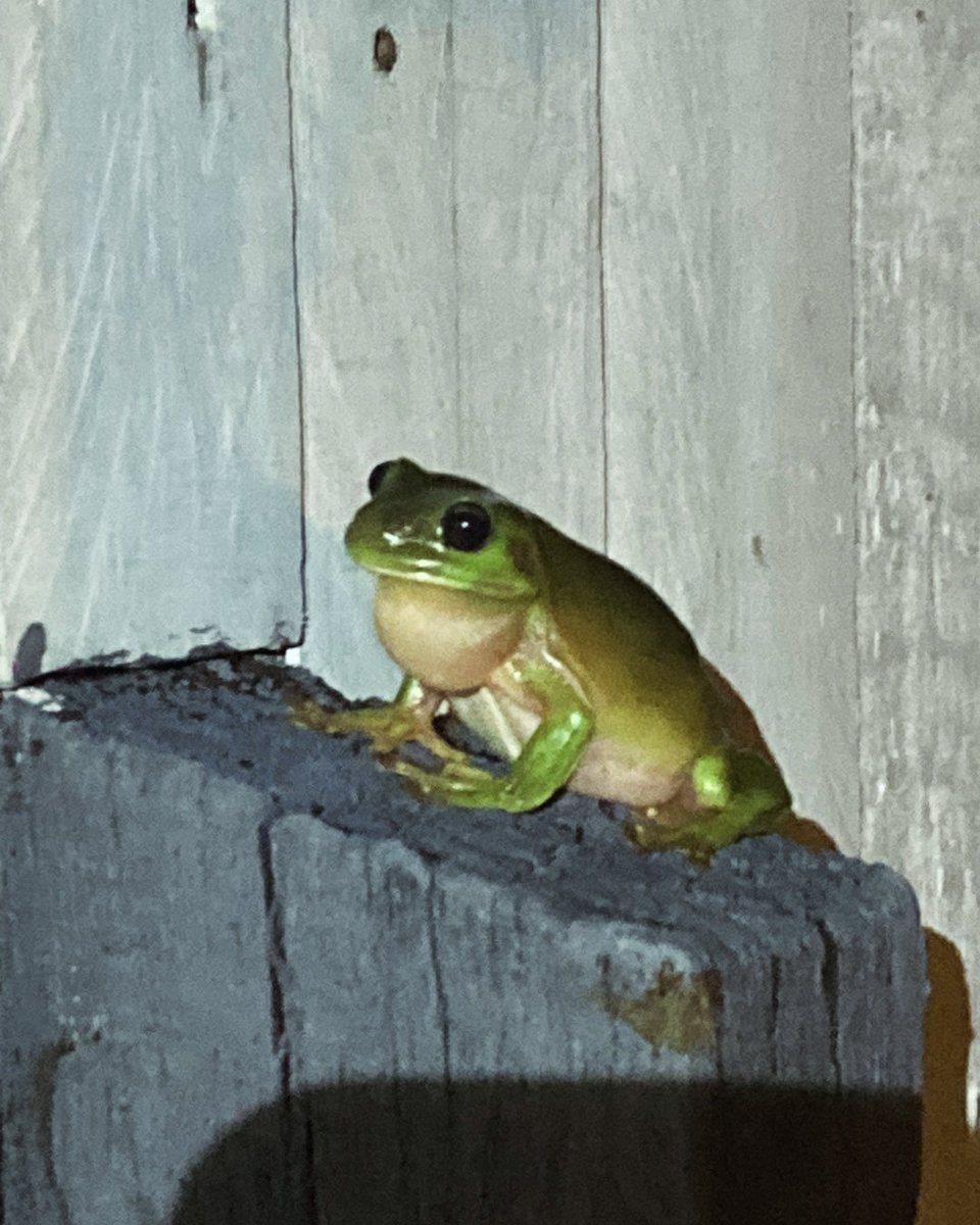 Tonight’s post storm friend!