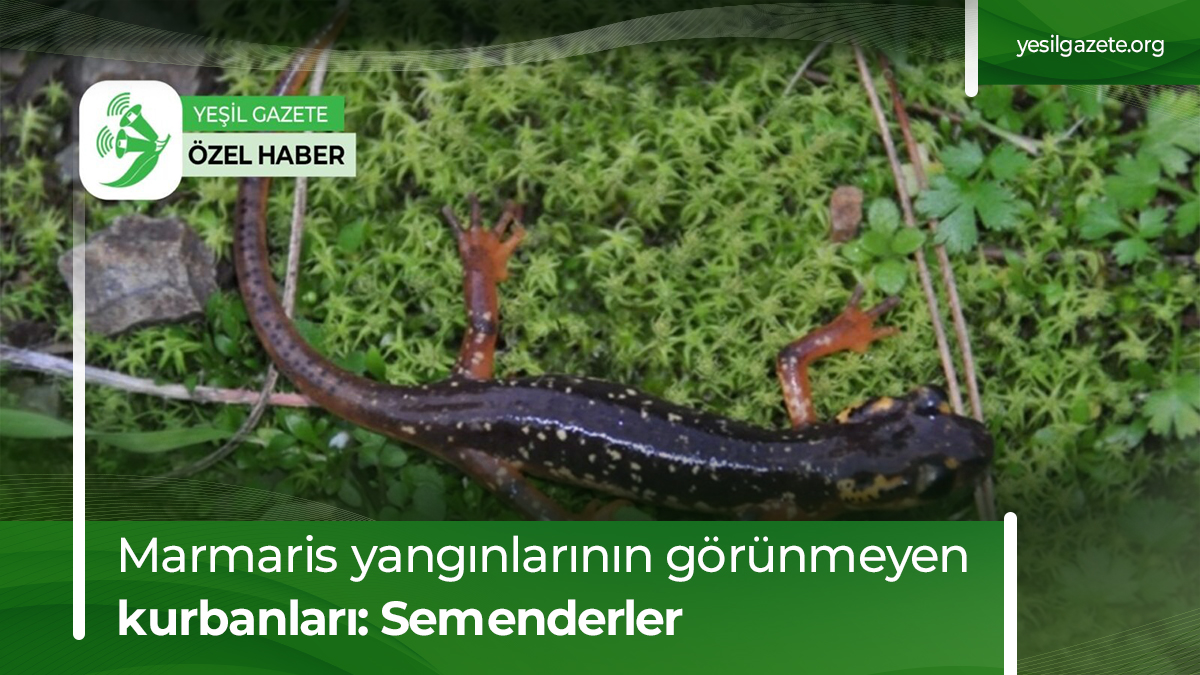 Dünyada sadece #Marmaris'te yaşayan #MarmarisSemenderi'nin yangından sonraki durumunu ve iklim krizi koşullarında hayatta kalma potansiyelini uzmanlarla konuştuk. 👇 bit.ly/48cvKsv Dosya Haber: Songül KARADENİZ @krm_cck