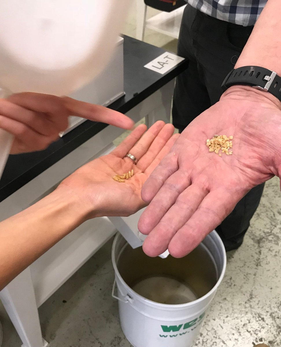 To ensure maximum utilisation of your equipment, we recommend that a project scope includes dedicated training at our test centre

Want to hear more? Contact us at info@westrup.com

#Westrup #seedcleaning #agriculture #seedprocessing #training #equippedforchange