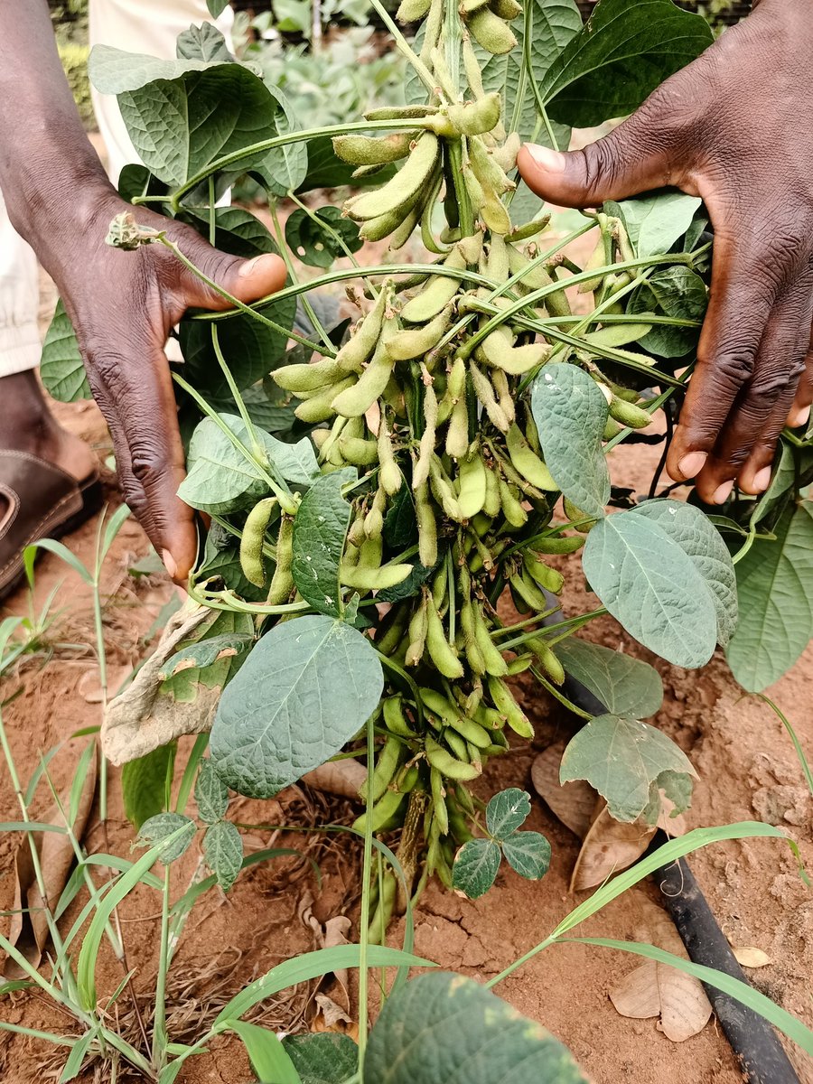 elhadjham's tweet photo. Au #TOGO, le @gouvtg promeut le passage à l'échelle de l'#agriculture grâce au #MAEDR qui a mis en route le #FSRP,un programme de résilience. L'État fourni tout ce dont ont besoin le #paysan pour produire plus avec le moins possible d'intrants. La #semence intervient à 40% rdment https://t.co/QDwum1K3UK
