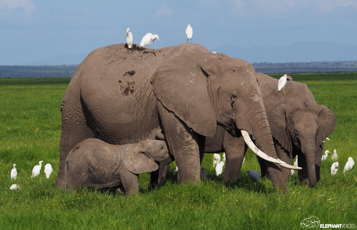 elephantvoices's tweet image. Elephants &amp;amp; Cattle Egrets; a love story.

The dynamics between elephants &amp;amp; cattle egrets is the perfect example of a symbiotic relationship that showcases the beauty of mutualism!

To learn more about elephant behavior visit #TheElephantEthogram: bit.ly/EVTEE