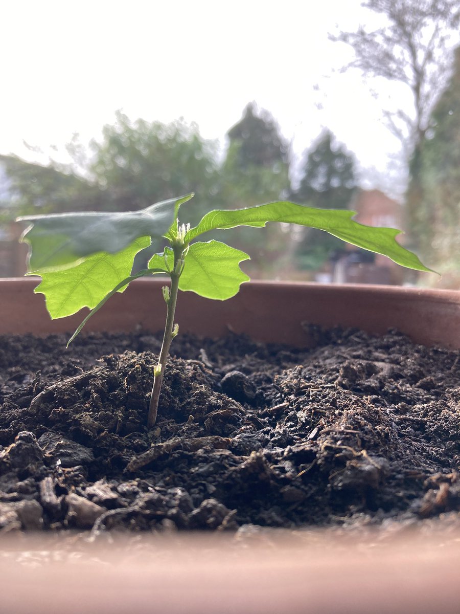 Oscar the oak seedling 🌳