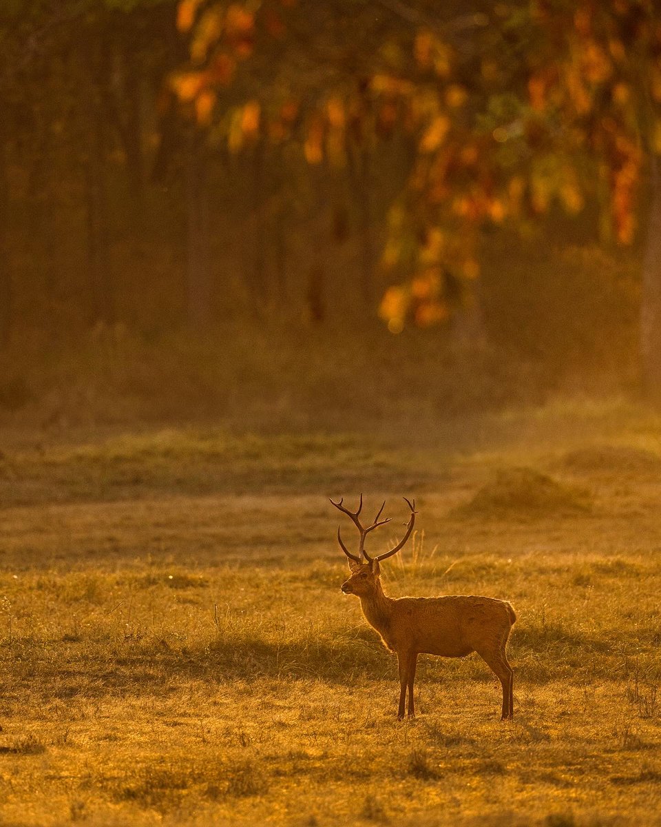 Subhash Nair tweet media