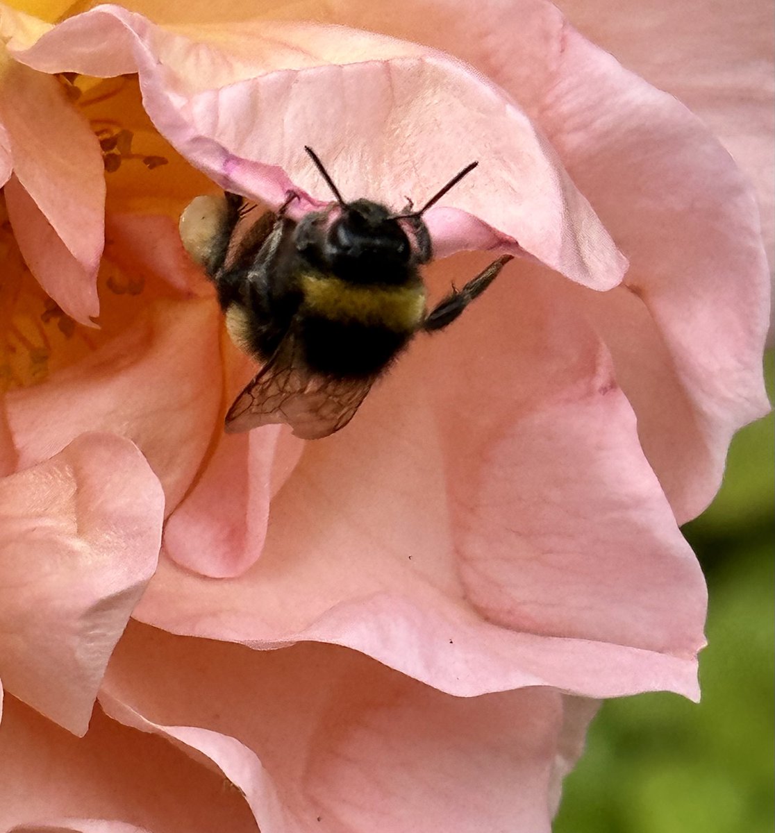 Happy Boxing Day! 🐝 
#BoxingDay #RoseADay #GardeningTwitter #Christmas 
#beefriendly