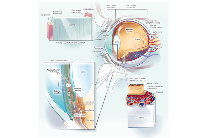 Clinical Pearls & Morning Reports: Eye Infections. What are some of the features of ocular tuberculosis and ocular syphilis? #MedEd #MedTwitter resident360.nejm.org/content-items/…