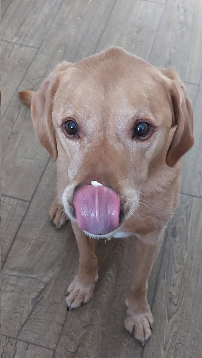 Mum's making naughty pudding for tomorrow at my second home. I'm helping! Biscuits, choc, custard, cream, booze and flake. ♥️