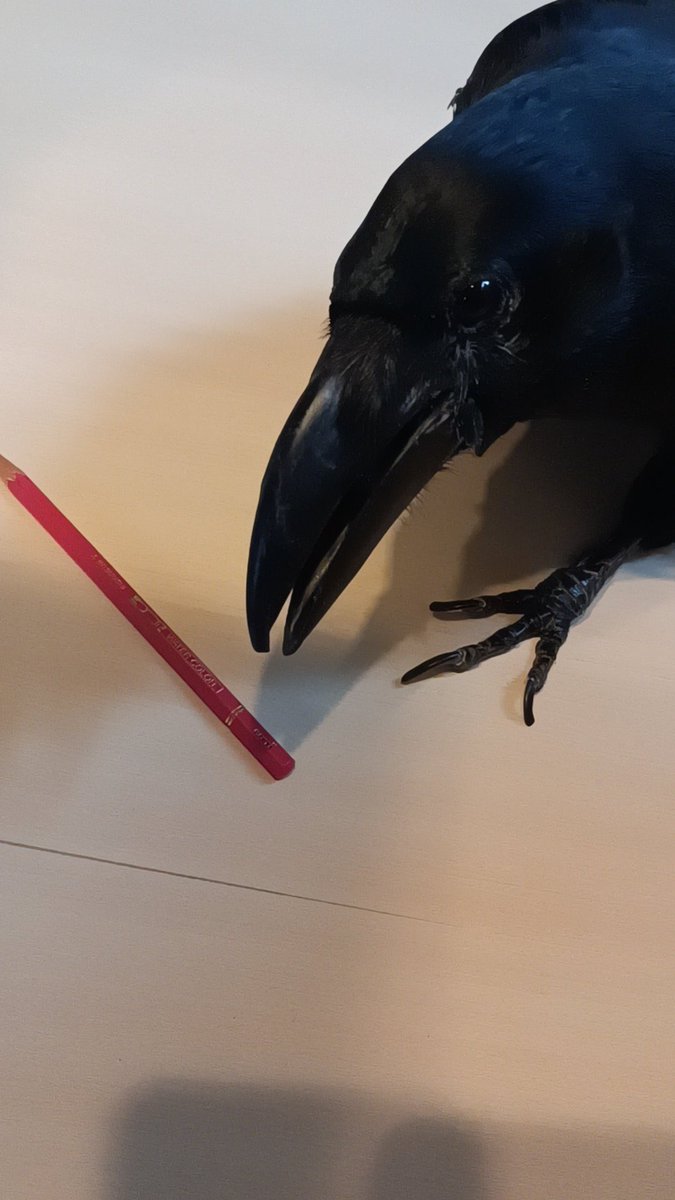 GPtao221's tweet image. きなこも上目遣い( ˙꒳​˙  )
 #今日のきなこ