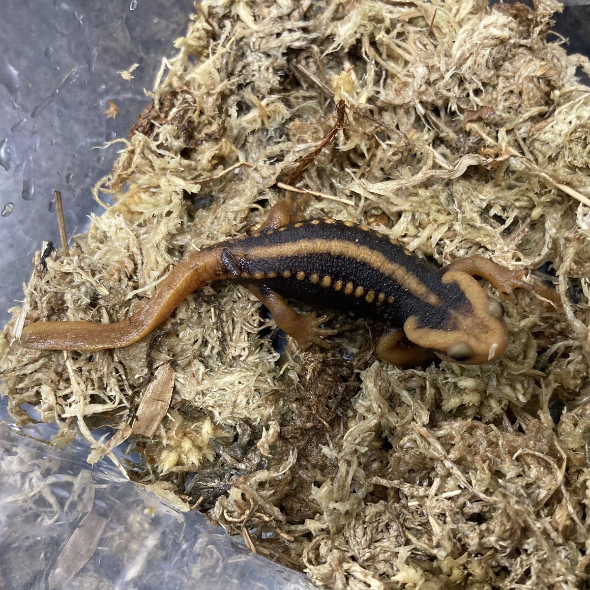 kobehachu's tweet photo. 12月24日入荷生体の紹介です☺️
⭐️アメフクラガエル
⭐️ブラジルレインボーボア
⭐️ミナミイボイモリ

カンナ https://t.co/OQgYhjMV4i