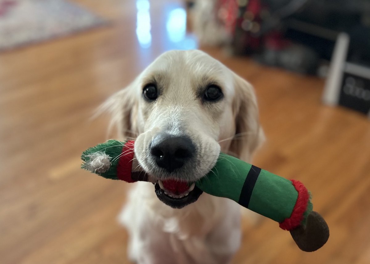 Princess Margo Sassy May our sweet rescue girl is our Christmas present to each other. We love her more than we can put into words. She has brought us great joy.