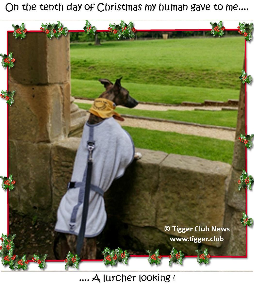 Tigger Club 12 Days of Christmas
Merry Christmas everyone.

On the Tenth day of Christmas my human sent to me...
...a lurcher looking!

#TiggerClubNews #ByAnimalsForAnimals #TwelveDaysOfChristmas #TenthDayOfChristmas #Christmas2023 #Christmas #MerryChristmas