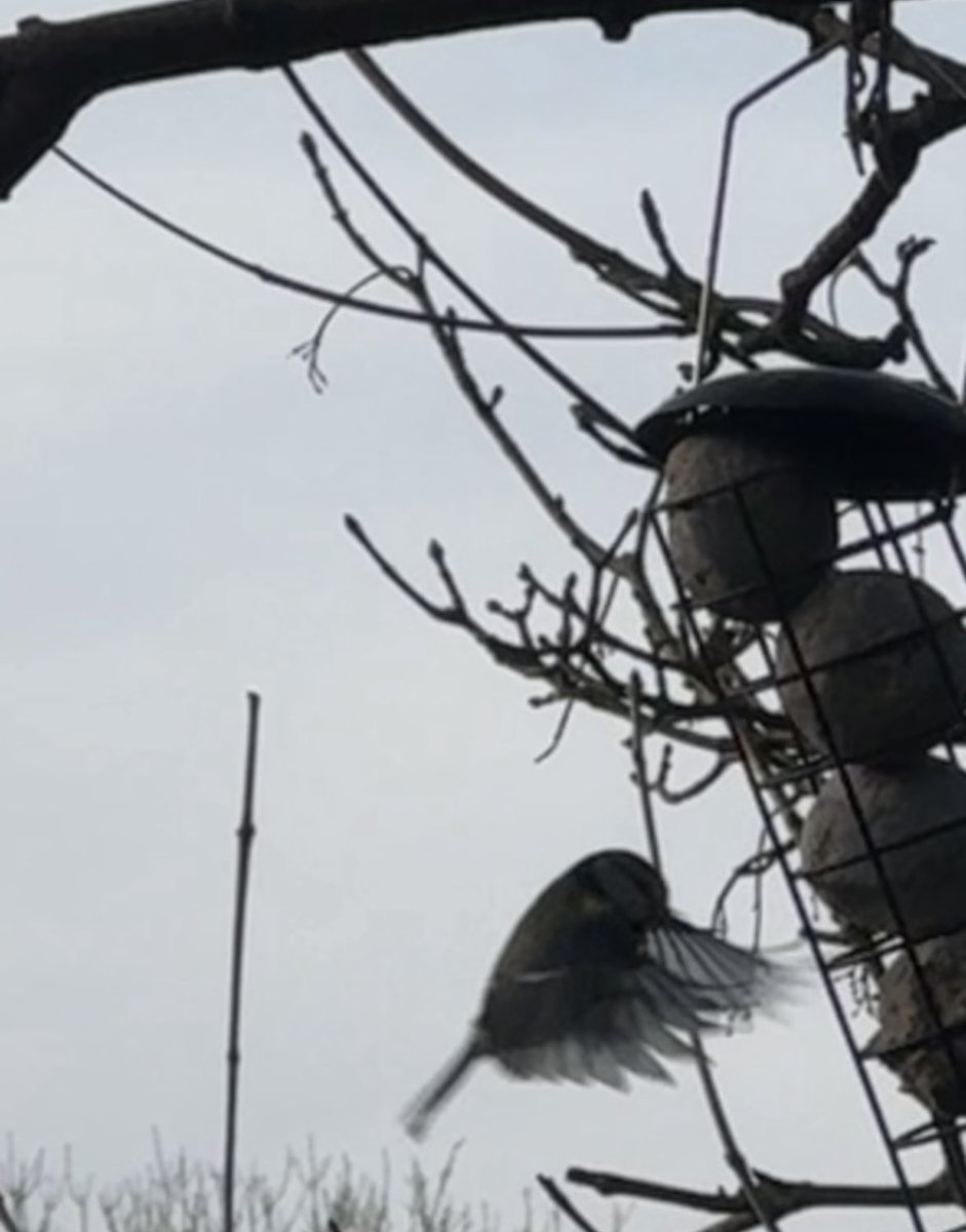 Boxing Day breakfast for the wee wild ones. A grey sky, but they carry colour and life into my day ❤️ #nature #poet