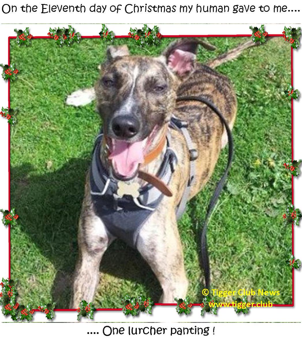 Tigger Club 12 Days of Christmas
Merry Christmas everyone.

On the Eleventh day of Christmas my human sent to me...
...a lurcher panting!

#TiggerClubNews #ByAnimalsForAnimals #TwelveDaysOfChristmas #EleventhDayOfChristmas #Christmas2023 #Christmas #MerryChristmas