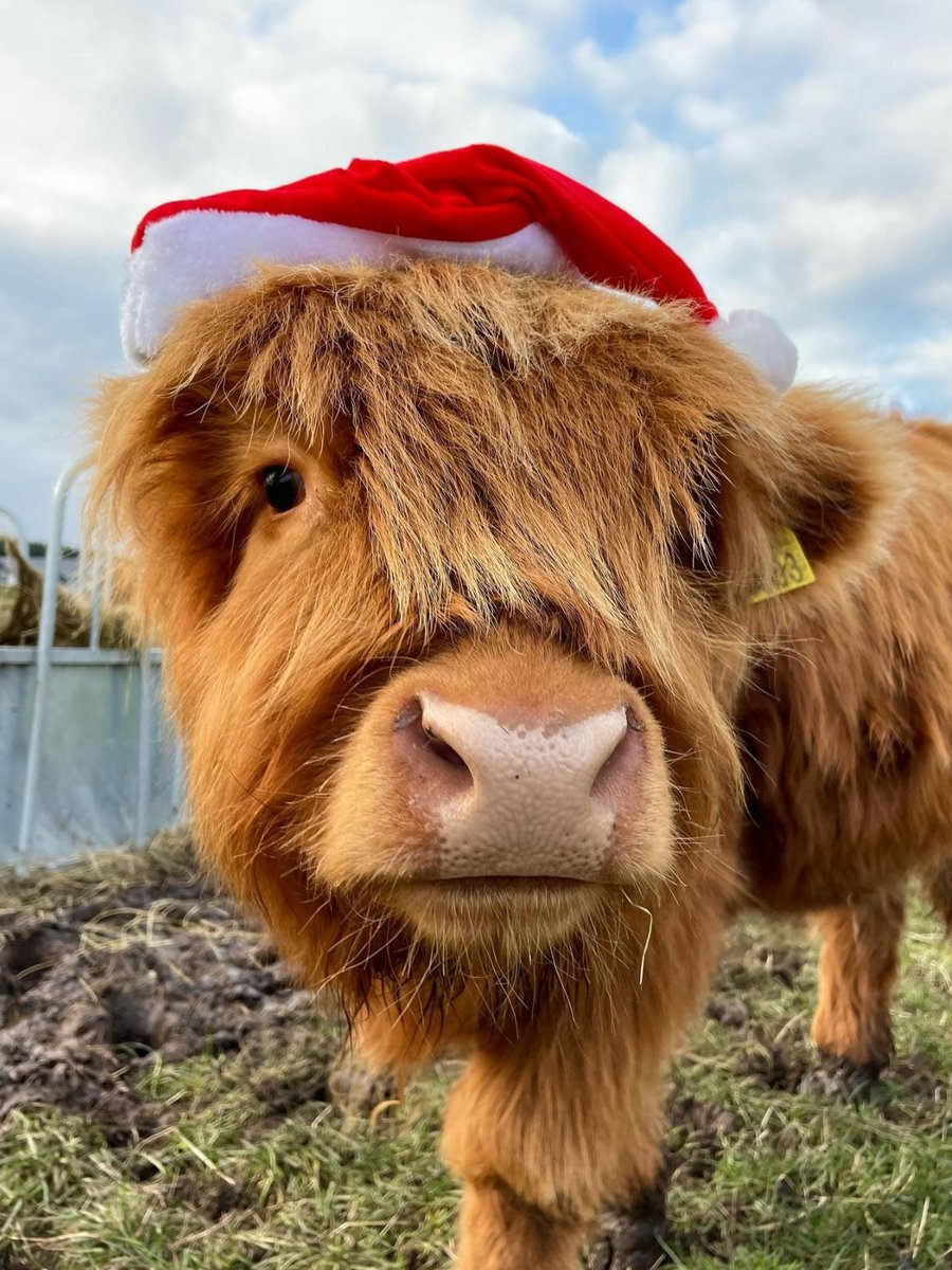 VisitScotland tweet media