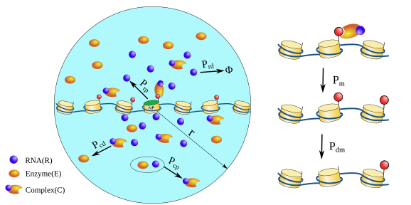Vinoth (@vinoth46m) on Twitter photo What is the role of diffusion of enzymes/other constituents in the spreading of histone modifications? We simulated a model with diffusion and reaction of reader/writer enzymes to explain the spreading of histone modifications. biorxiv.org/content/10.110… (1/5) What is the role of diffusion of enzymes/other constituents in the spreading of histone modifications? We simulated a model with diffusion and reaction of reader/writer enzymes to explain the spreading of histone modifications. biorxiv.org/content/10.110… (1/5)