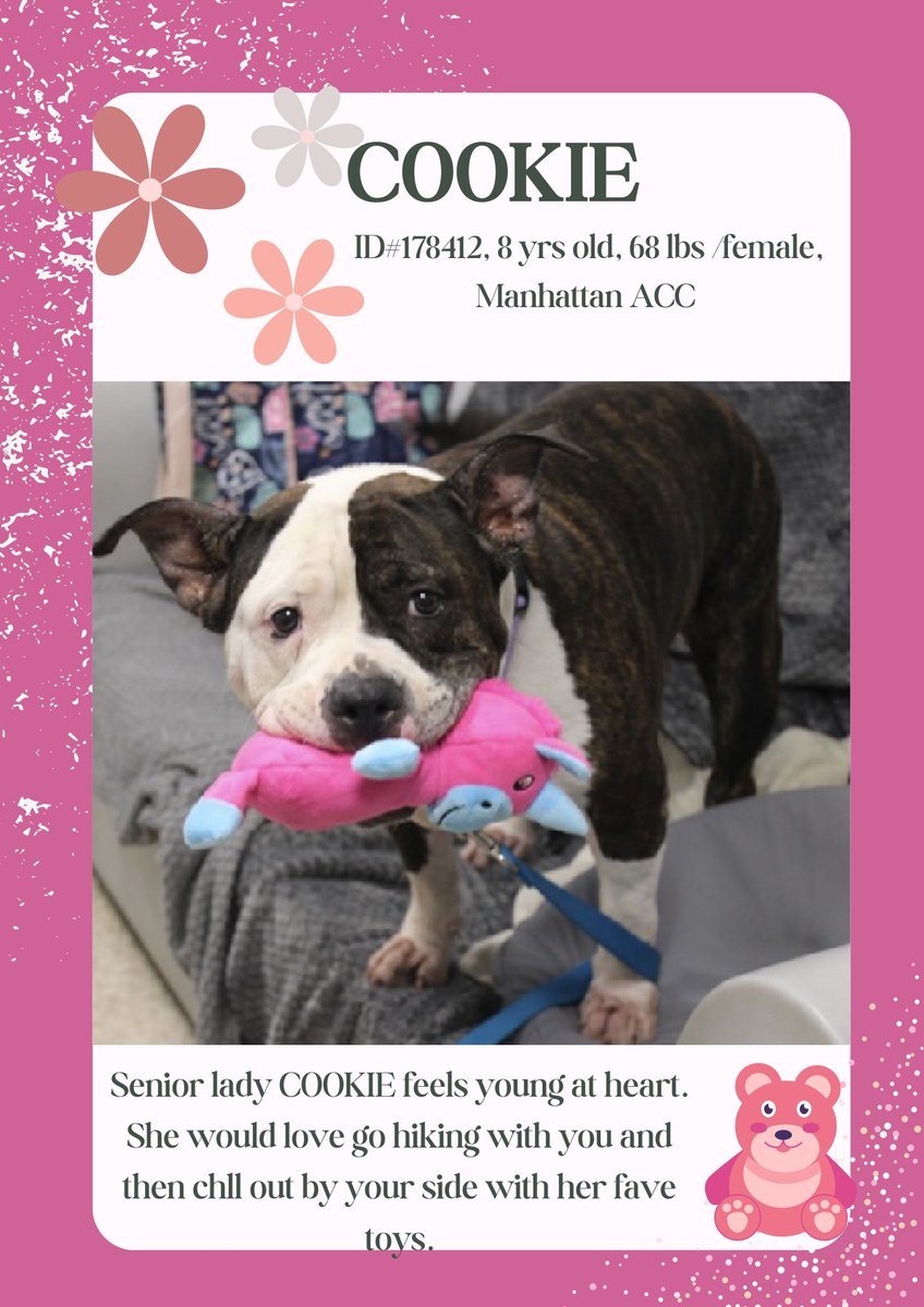 I'm telling you...Seniors are just wonderful pets! COOKIE has Home life skills,ready for loving you, and happy for a chance to be a bestie! #179412 #NYACC #Adopt #Foster #PLEDGE for senior dreams!
