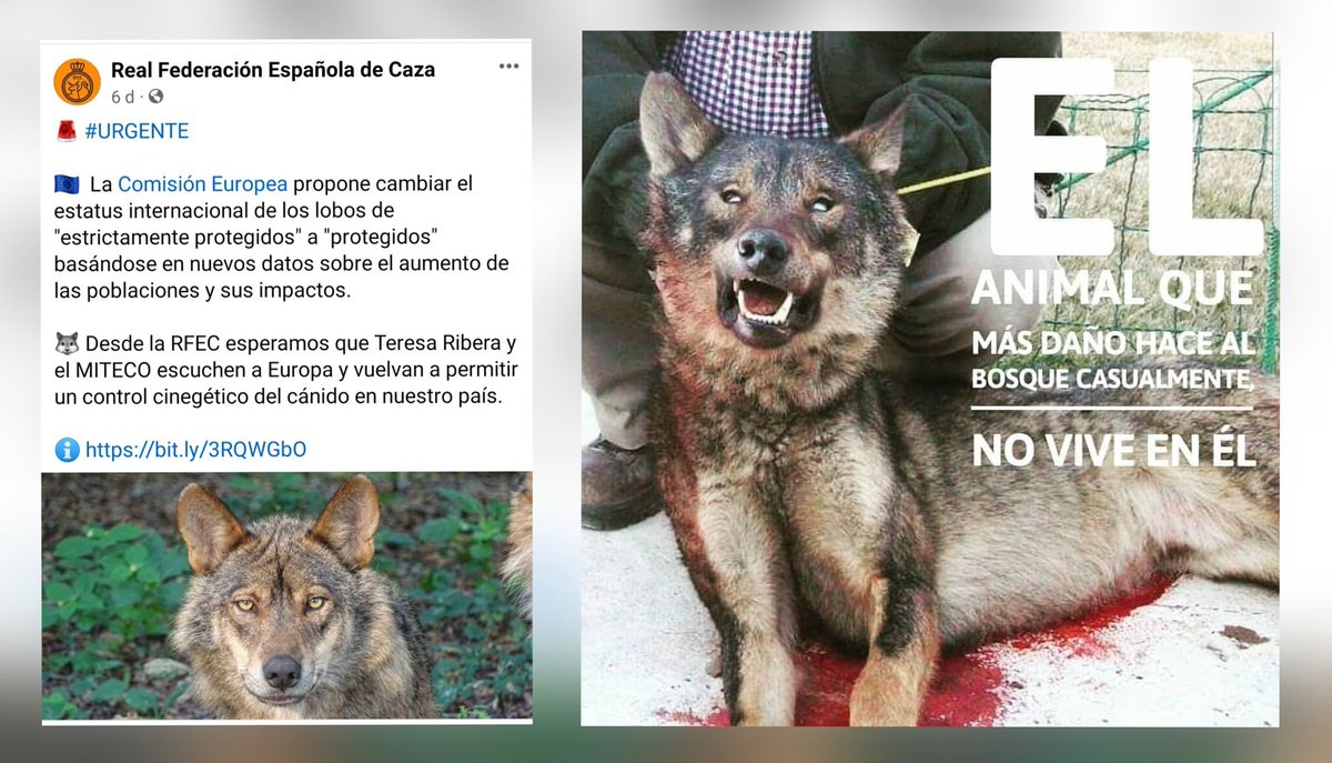 Marcoslrua's tweet photo. EL ANIMAL QUE MÁS DAÑO HACE AL BOSQUE CASUALMENTE NO VIVE EN ÉL. 👇🏻

• Los gobiernos regionales y el Agrofascismo CARGAN LAS ARMAS. Y las Federaciones de Caza, asociaciones, cotos, cuadrillas de caza, cazadores furtivos  DISPARAN LAS ARMAS. https://t.co/QKRkOFt8GS