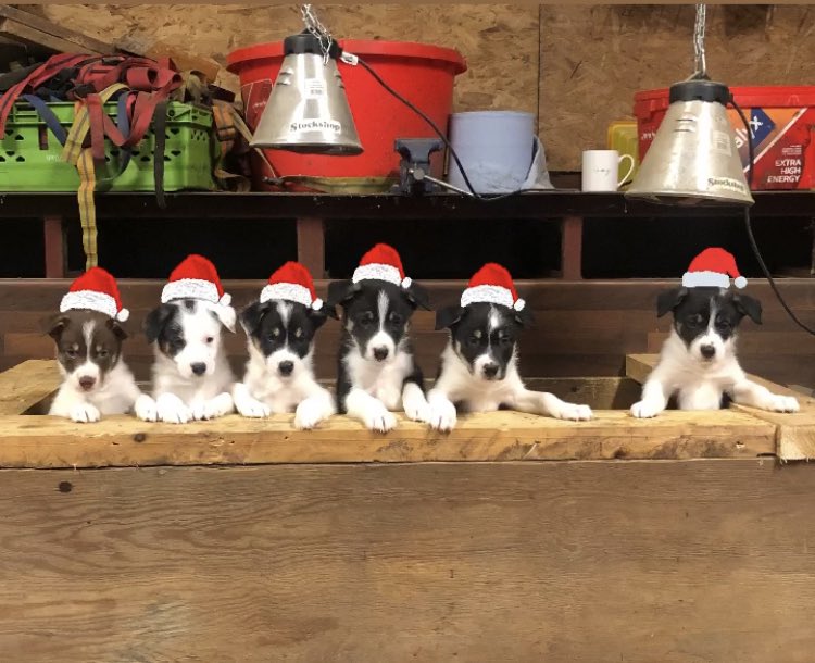 Boxing Day pups 🐶🎄🎅 (Anyone who has ever tried to get a photo of pups looking in the same direction at the same time will know how long it took to get this shot 😅)