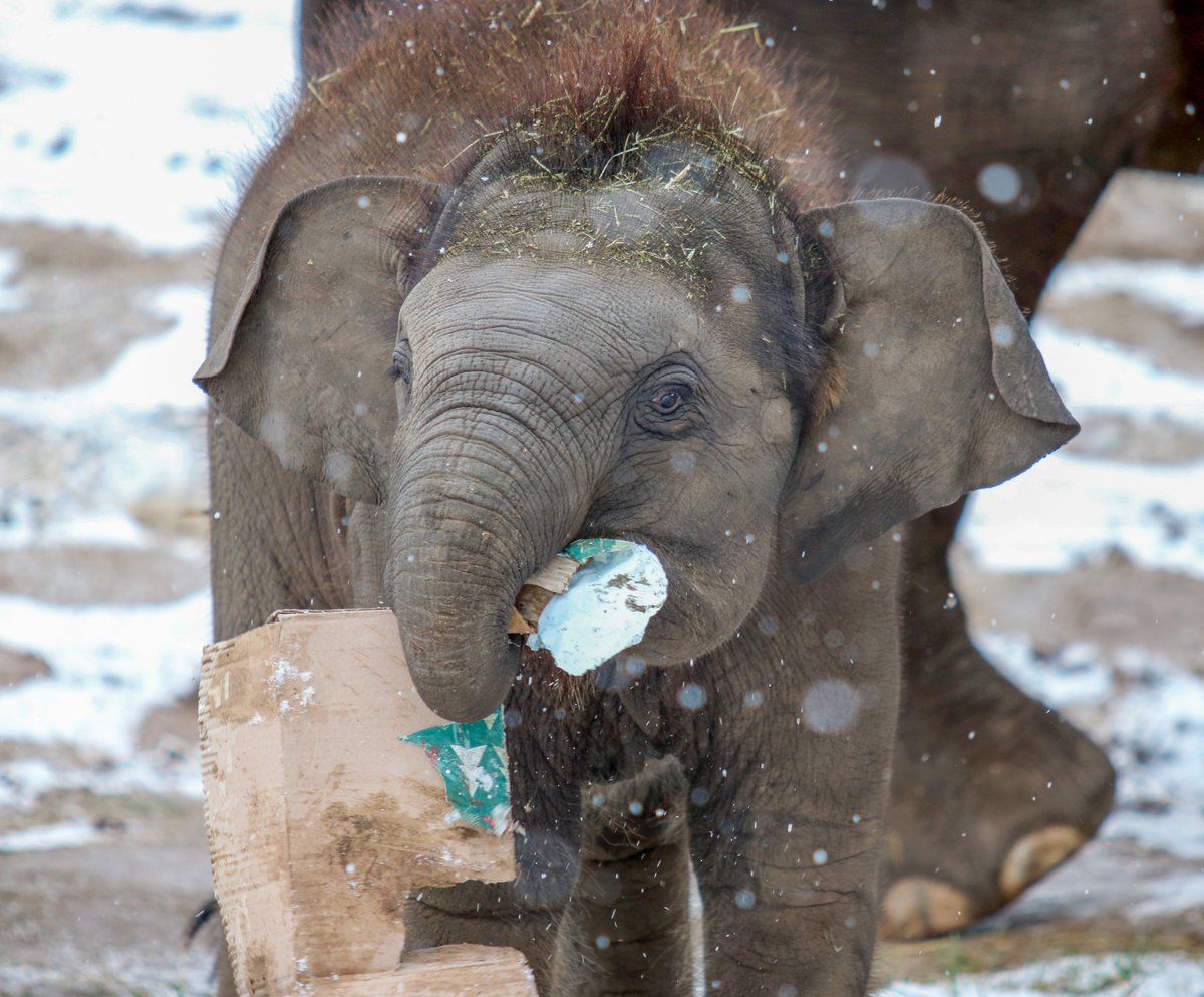 In case you missed it – here are some photos of the elephants opening their presents. ❤️