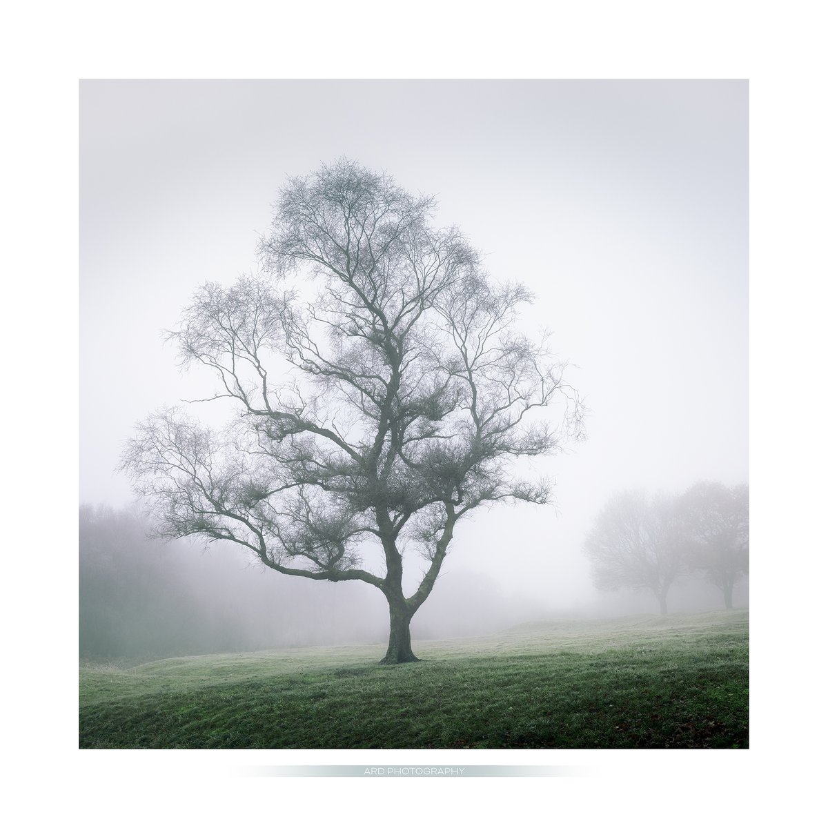 BAD HAIR DAY Looks like a bad hair day for this tree on a recent foggy wander 🤯 #badhair