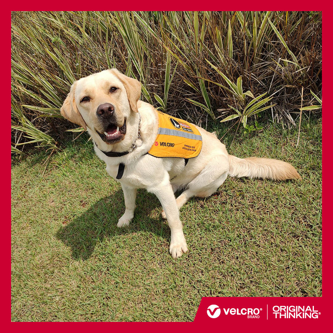 VELCRO® Brand on X: Join us in cheering the Adimax Institute's important  work to train guide dogs for visually impaired people. Velcro Brasil  sponsored training for service animals, including George, Lupita 