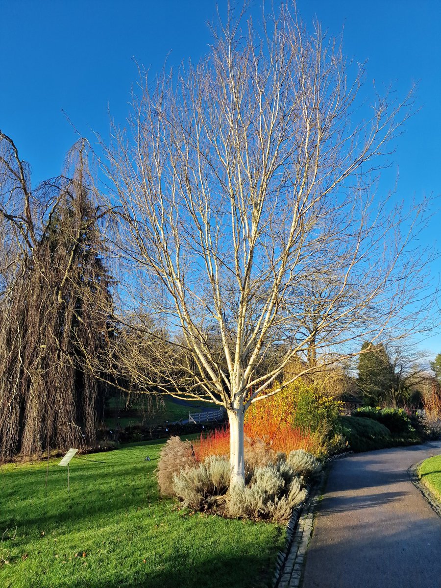 Boxing Day @RHSHarlowCarr