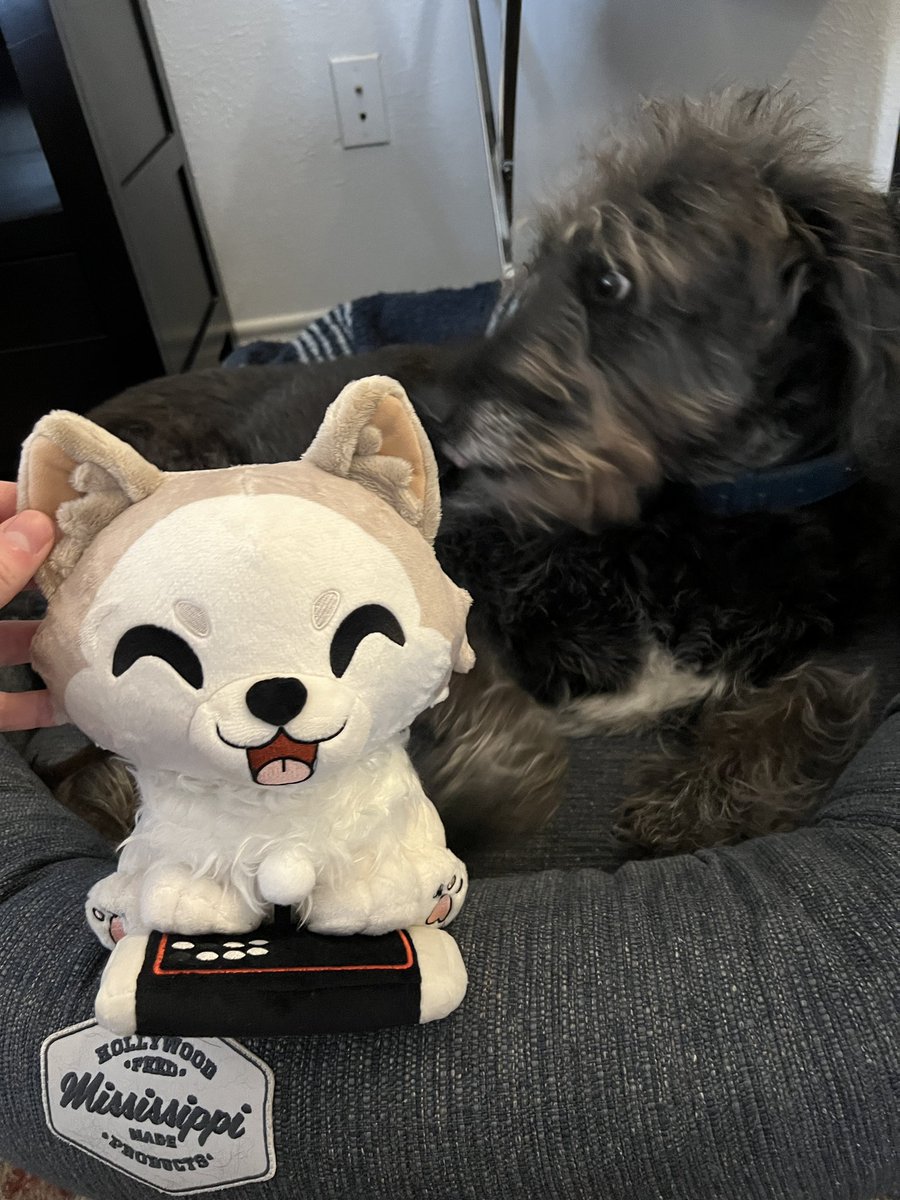 YourDevastator's tweet photo. Little Benny arrived today! Absolutely love em! 
Gotta keep away from Beryl tho 😅♥️ #RIPBenny @maximilian_ hope you and your fam had a fantastic Christmas and holiday season, dood! https://t.co/lbWKz1jTXi
