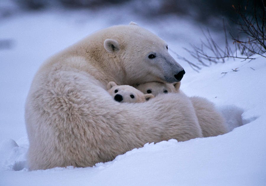 Paul Nicklen 📷 “If we lose the fight for the environment, no other fight will have meaning.” #nature