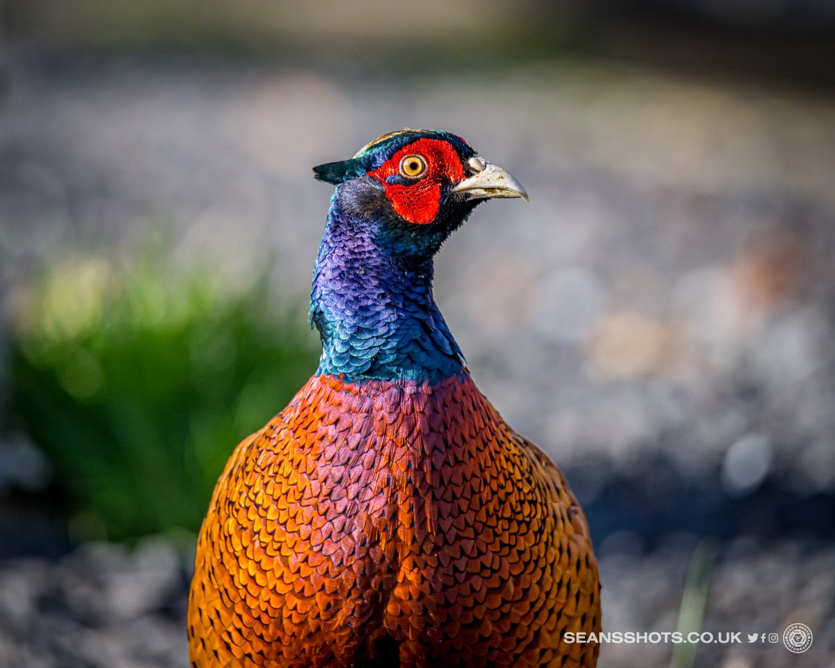 seansshots's tweet photo. Continuing my pictures of the year countdown with my favourites from February #myimages #favimages2023 #picsoftheyear2023 https://t.co/u55zLWLJnK