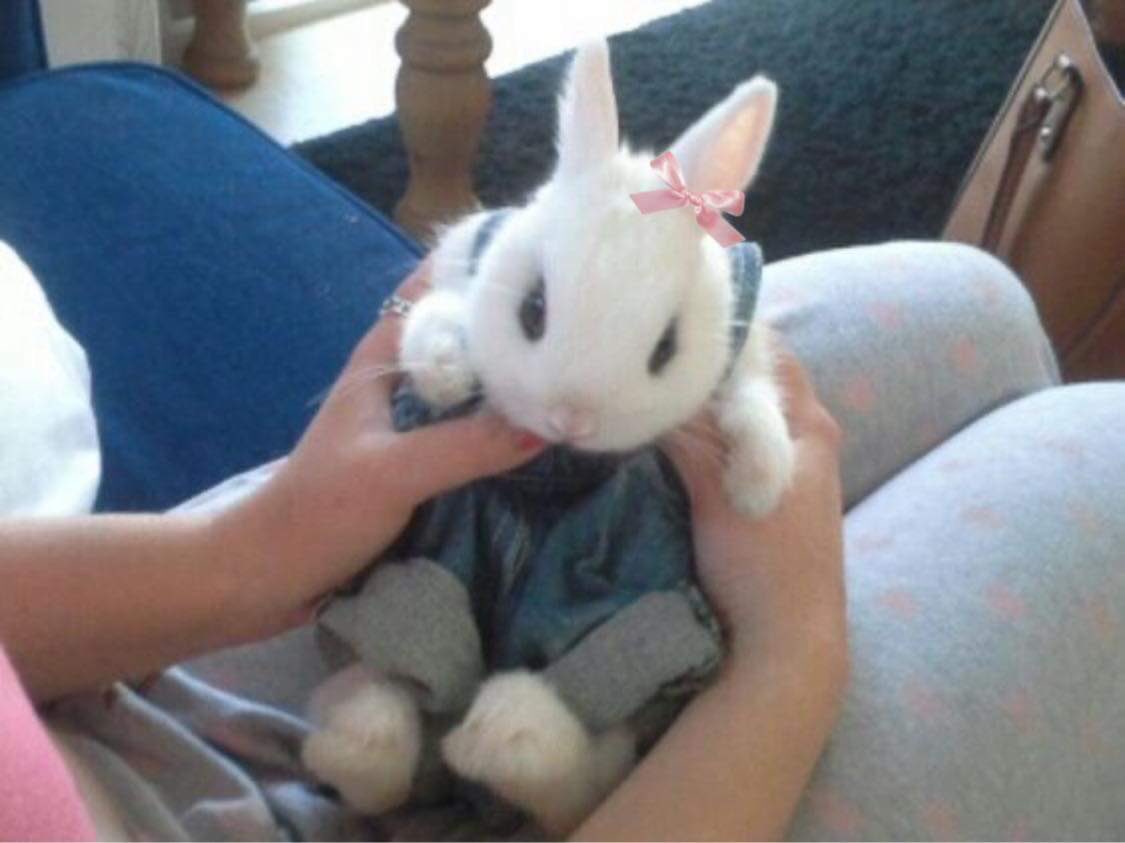 bunnies with bows tweet media