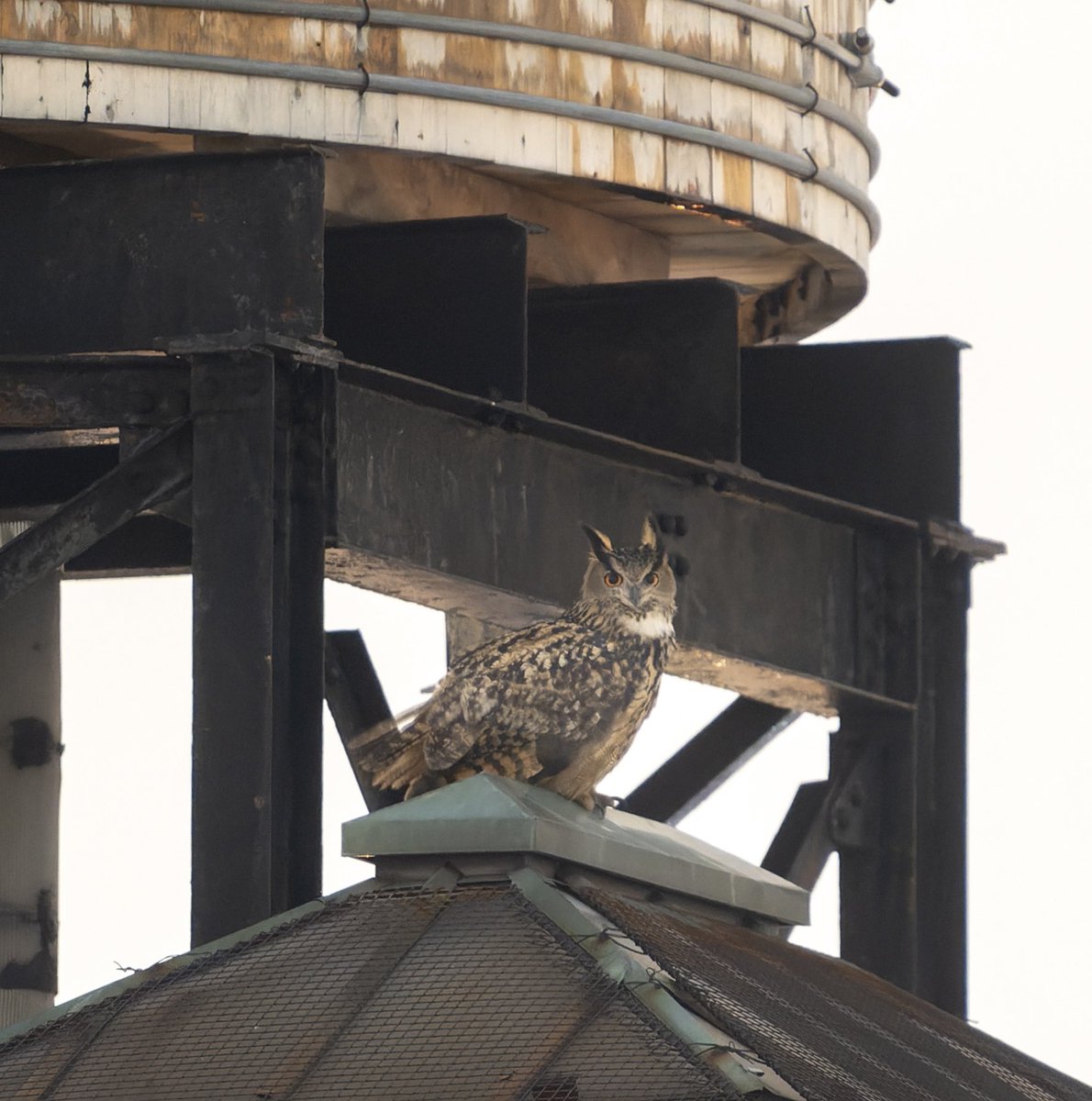jacquelineUWS's tweet photo. After two weeks of no Flaco sightings, I was thrilled to see him and hear him hoot at the base of a water tower on the Upper West Side on Christmas Eve. One of the best Christmas presents of 2023!🎄💕🦉

#birds #birding #birdcpp #flaco https://t.co/qzBSdm443X