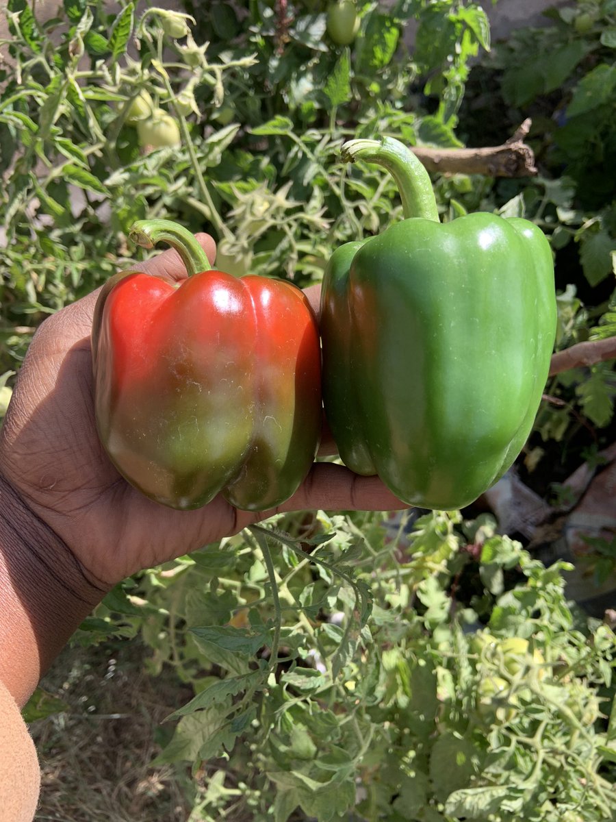 Asshya6's tweet photo. Harvest day

We harvested bell peppers today from our little farm https://t.co/tYUsV9NhI3