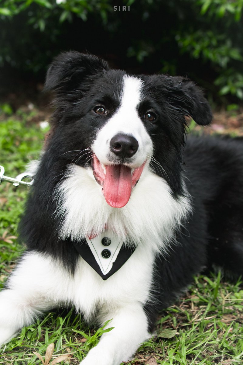 ab_sirirat's tweet photo. หมาวัวของแม่✨️
#sammerbcollie : #warwanarat 
#SIRIPIC2 https://t.co/heL4Mzbi7G