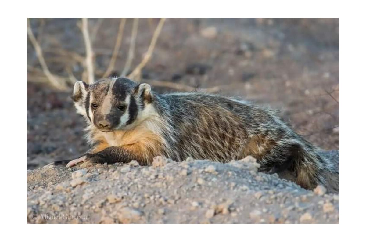 BajaShuttle's tweet image. Tlalcoyo o tejón californiano es uno de los animales que se puede encontrar en las zonas altas de la península de baja California incluida Los Cabos.
#FelizMartesATodos #biologia #tejon #tlalcoyo