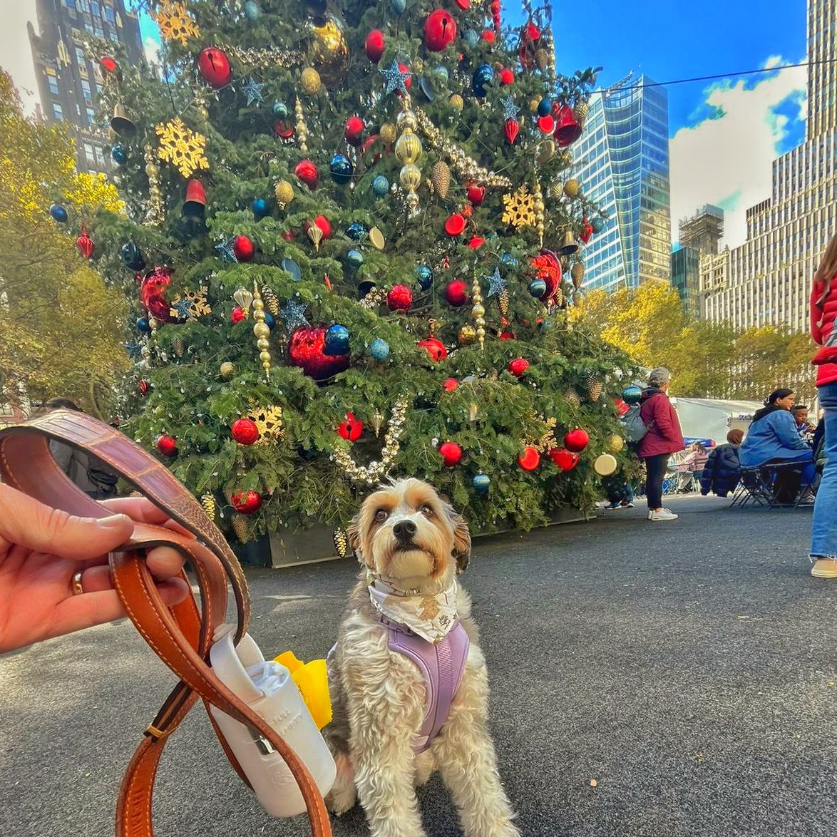 RemieDogNYC's tweet photo. Merry Christmas from RemieDog!! #remiedog #dogs #poopbags #nopoopleftbehind #dogwalking https://t.co/WLnQQ54NAq