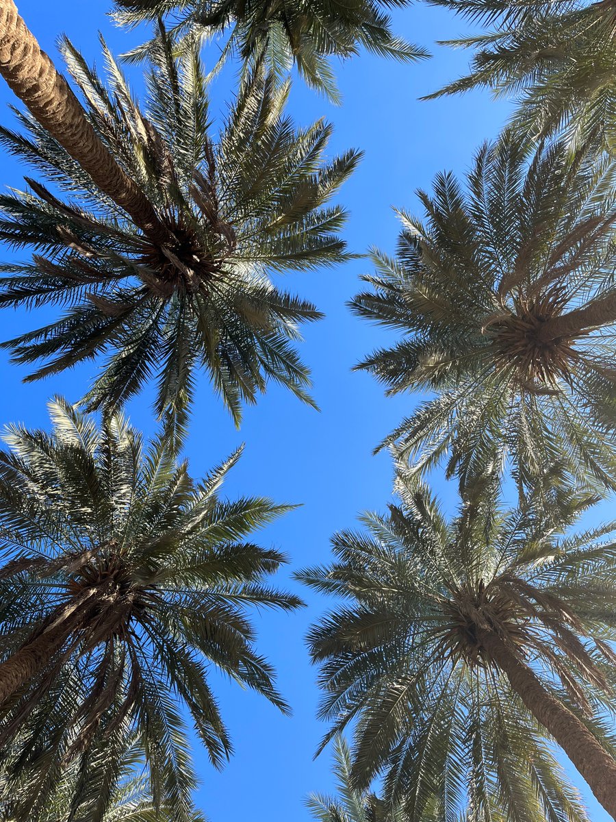 ZahraSociology's tweet image. Palm trees of #Babylon (al-Hilla, #Iraq). Each one is a full being with a personality and a story. I can’t get enough of them, I will never get enough of the mesmerising نخل.  
#StopTheGenocideInPalestine #FreePalestine