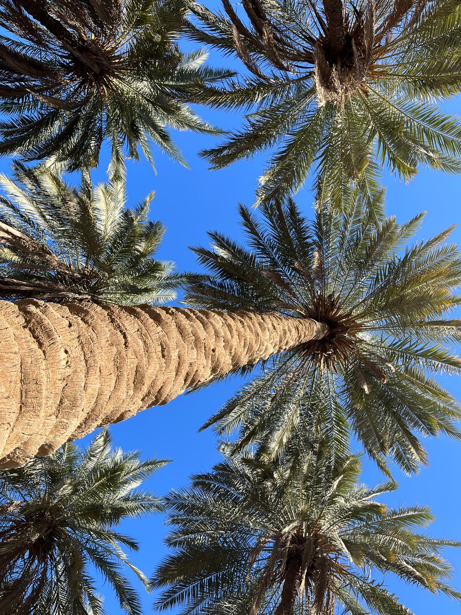 ZahraSociology's tweet image. Palm trees of #Babylon (al-Hilla, #Iraq). Each one is a full being with a personality and a story. I can’t get enough of them, I will never get enough of the mesmerising نخل.  
#StopTheGenocideInPalestine #FreePalestine