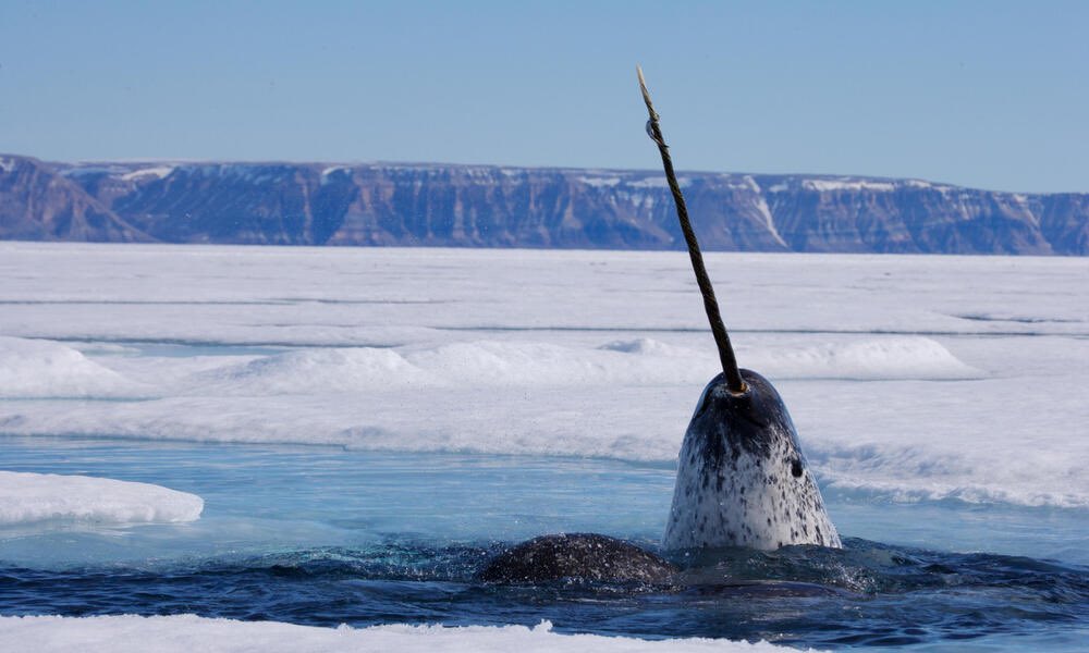 HeidiBriones's tweet photo. Name an animal you think is underrated. 

I'll start. 

narwhals https://t.co/E3IsVUgq4f