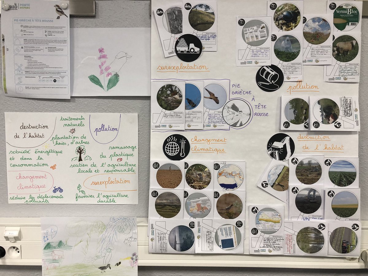 Les élèves ont mené l’enquête sur la disparition de la pie grièche à tête rousse avec l’<a href="/OCCE_FD/">Fédération Nationale OCCE</a> de la Moselle. En démantelant le processus d’extinction de certaines espèces, ils ont trouvé les moyens de lutter pour préserver l’environnement et la biodiversité.