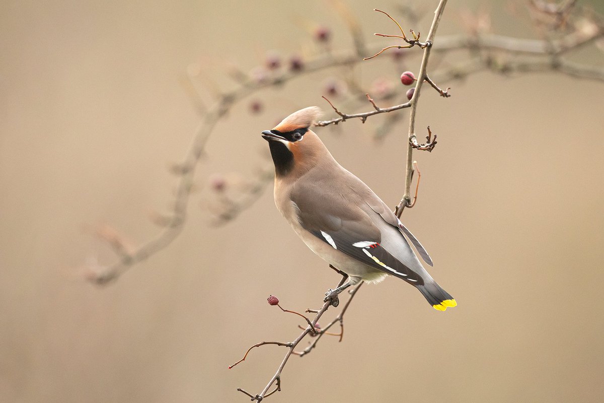 A relaxing Boxing Day spent watching Waxwings in North Wales; they remain one of my favourite birds. Hopefully, there will be a few more encounters before the winter ends.

#birds #nature #NorthWales